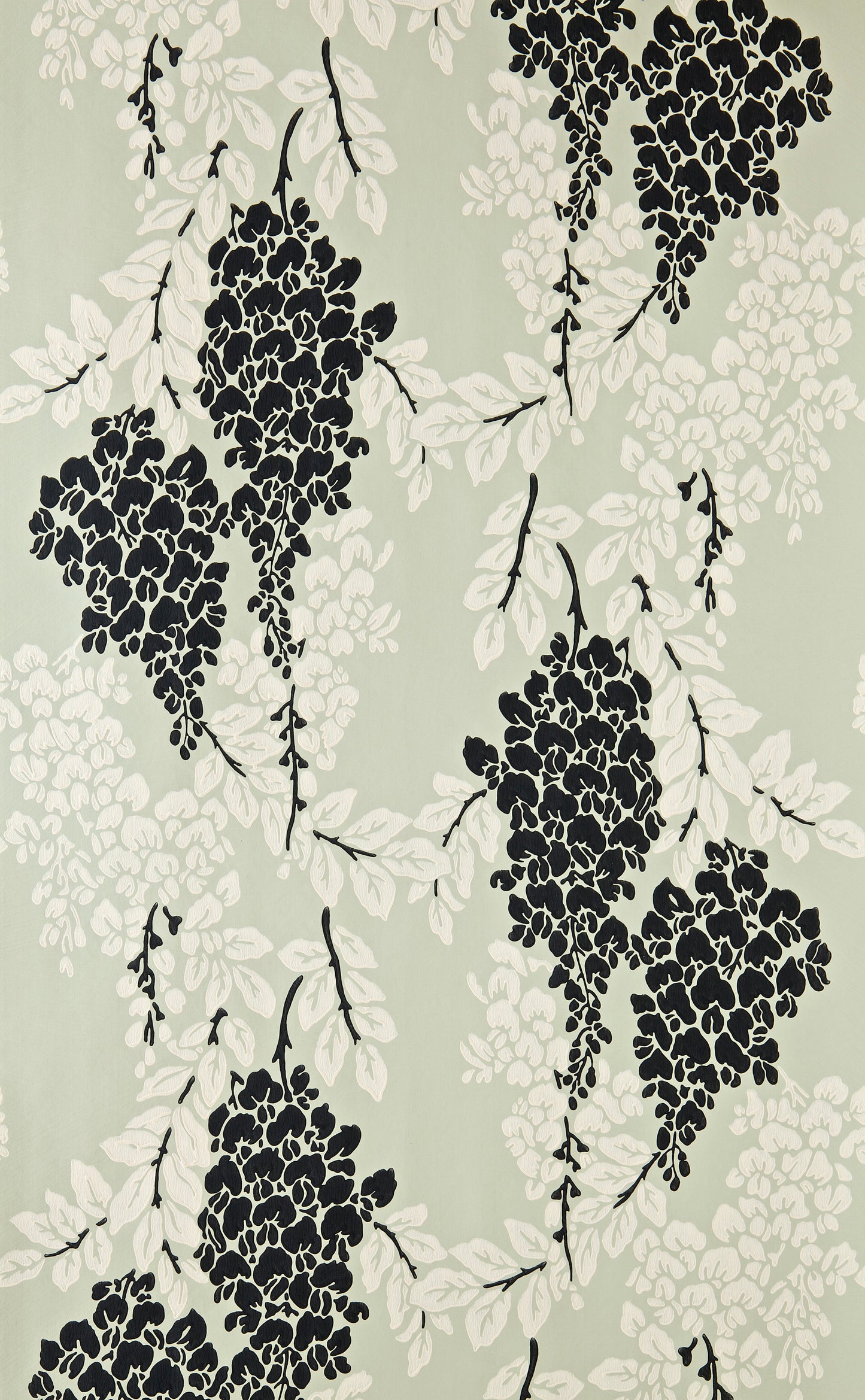 Wisteria BP 2213