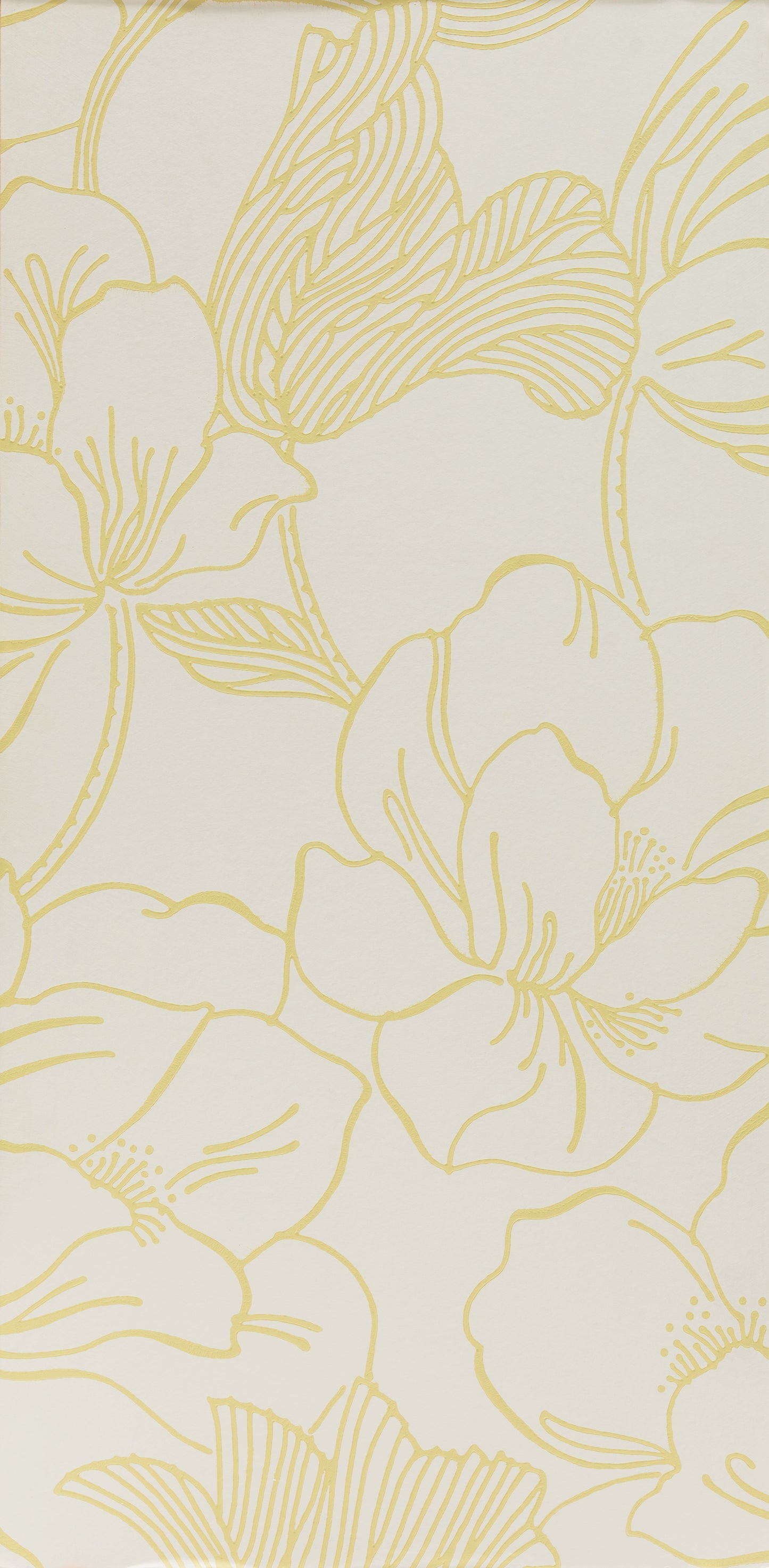 Helleborus BP 5602