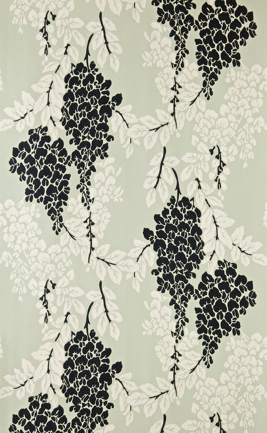Wisteria BP 2213
