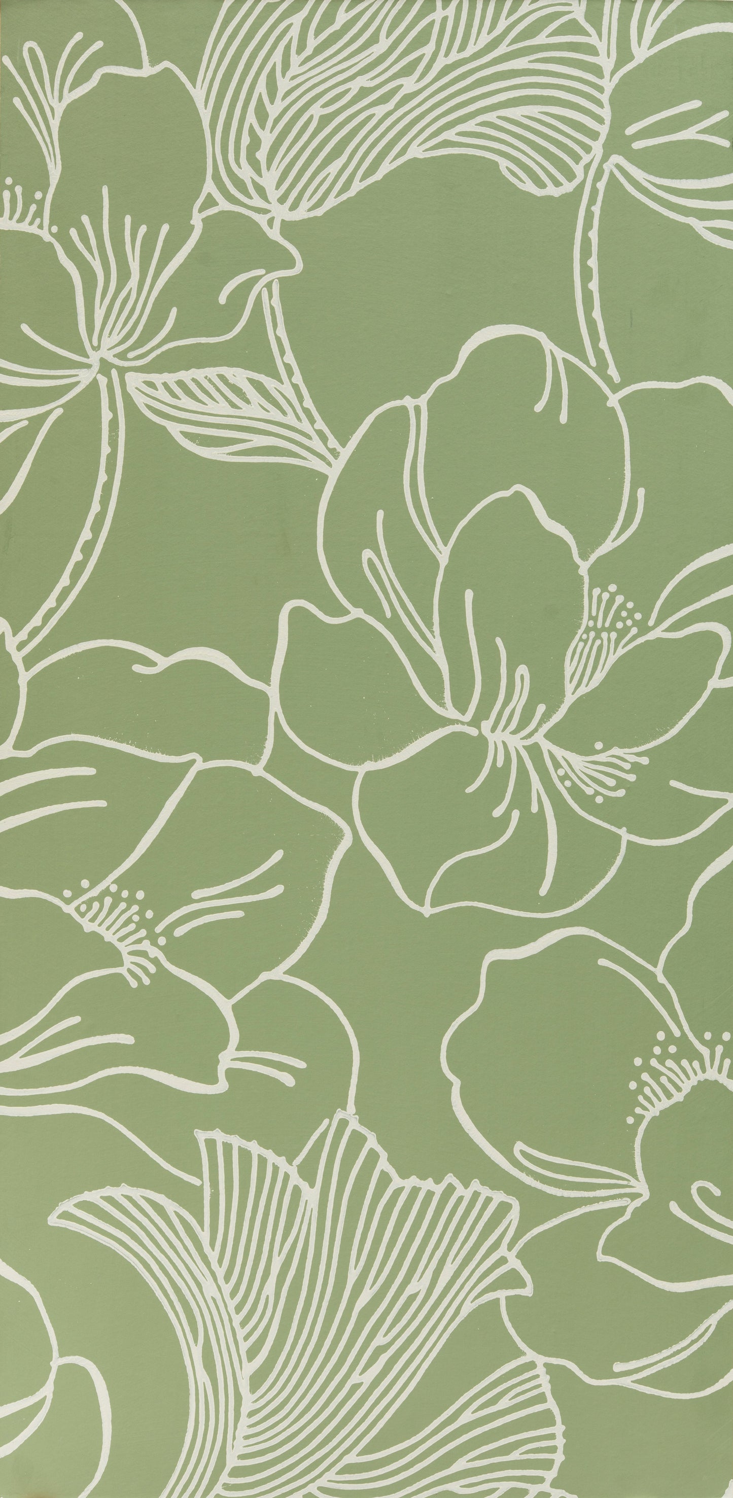 Helleborus BP 5606